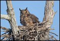 _2SB5915 great-horned owl on nest